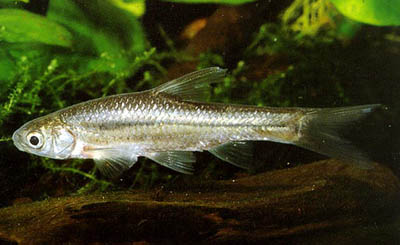 Barbus paludinosus